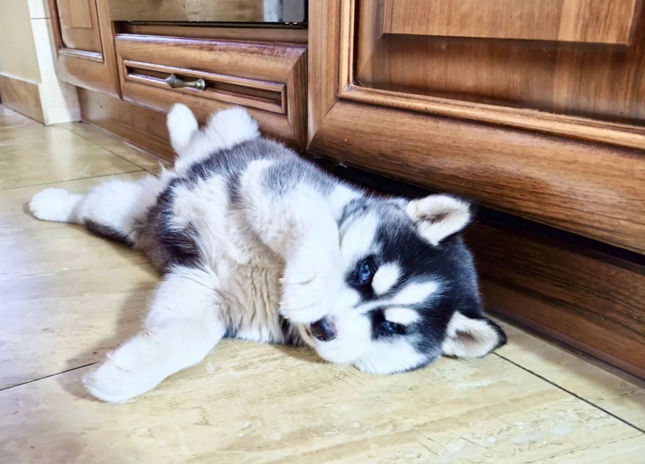 Uroczy szczeniak husky z niebieskimi oczami leży na podłodze. Zastanawiasz się, ile kosztuje szczeniak husky?