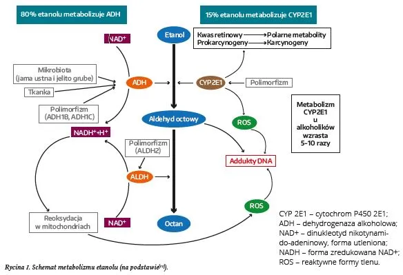 czynniki wpływające na metabolizm alkoholu infografika
