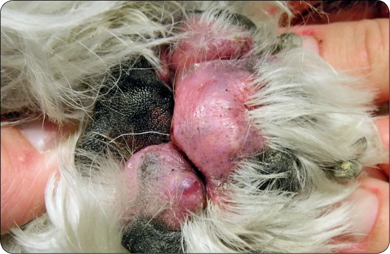 kanarek łapka pododermatitis etapy