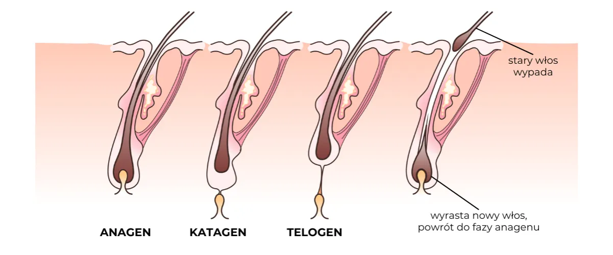 Przyczyny wypadania rzęs infografika