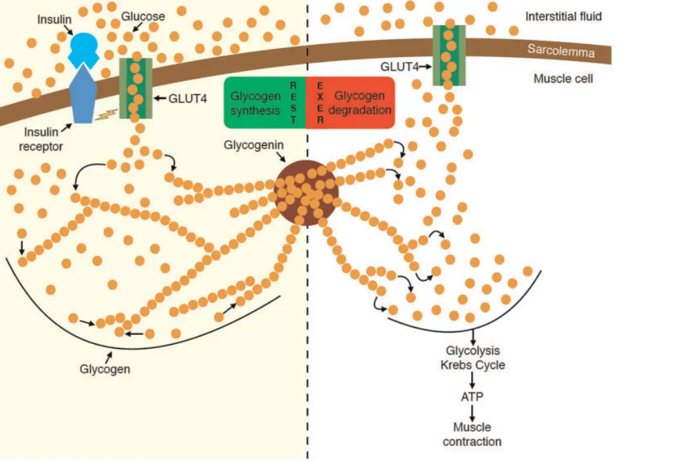 glikogen mięśniowy budowa