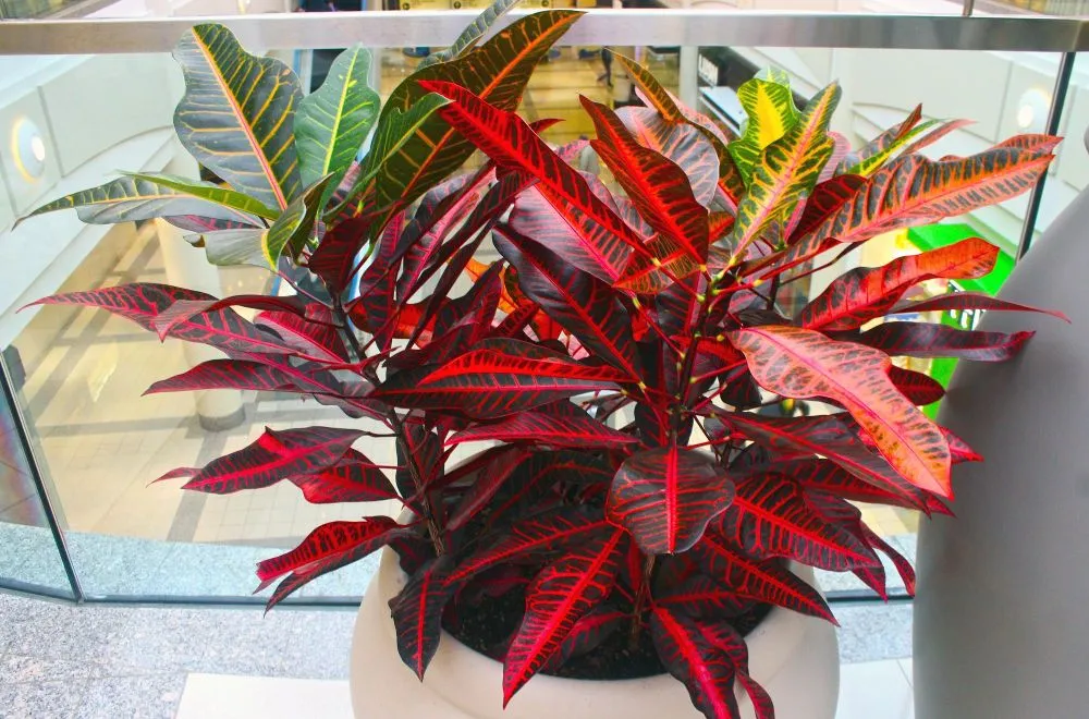 kroton z objawami przenawożenia