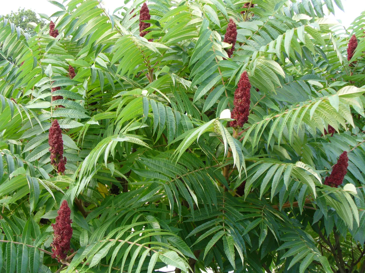 Sumak octowiec owoce vs sumak jadowity