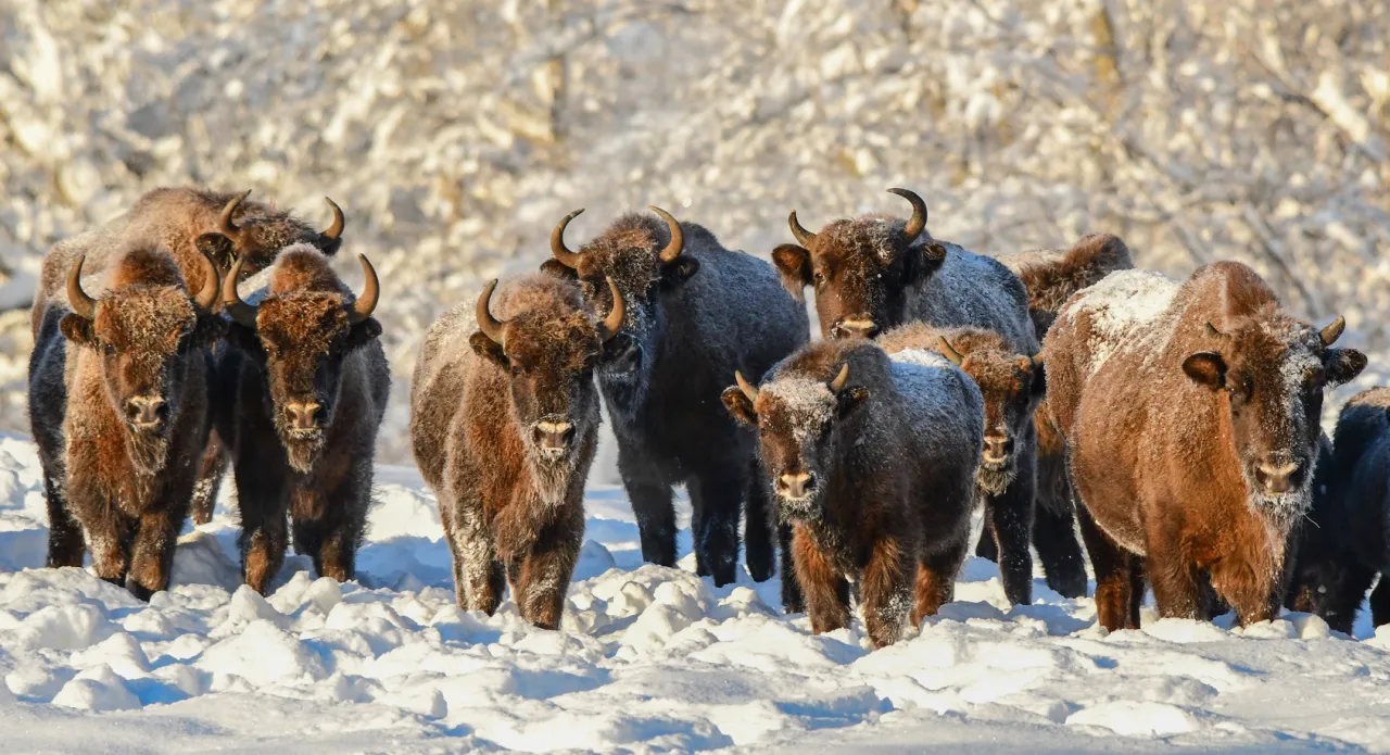 Żubry w Puszczy Boreckiej