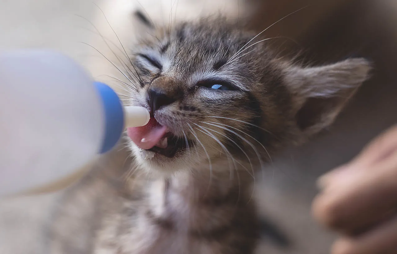 kociak karmiony butelką mleko zastępcze tabela karmienia
