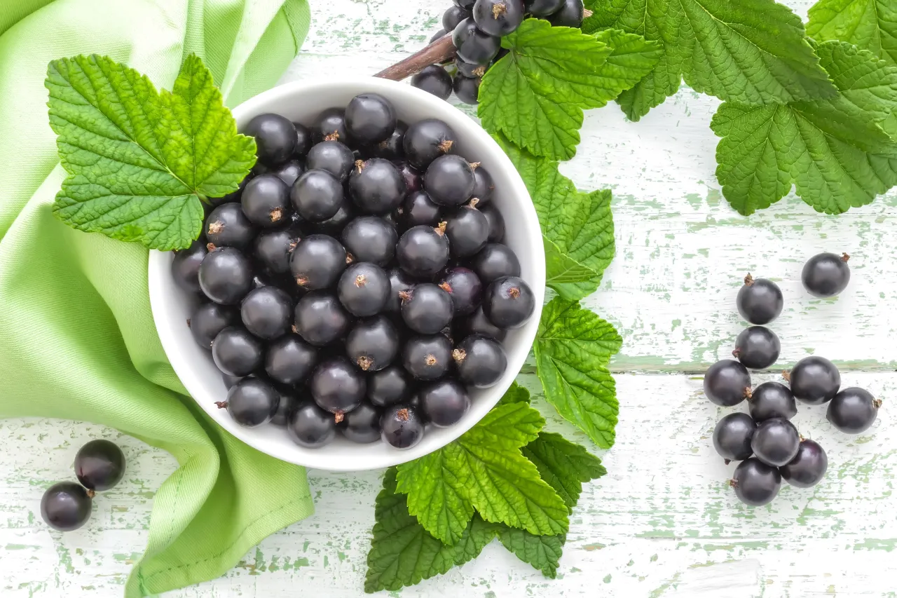 czarna porzeczka składniki odżywcze włosy