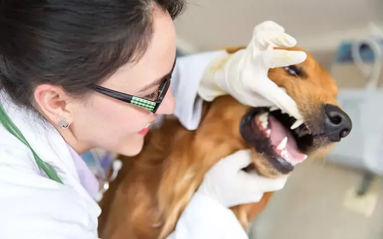 weterynarz badanie zębów psa