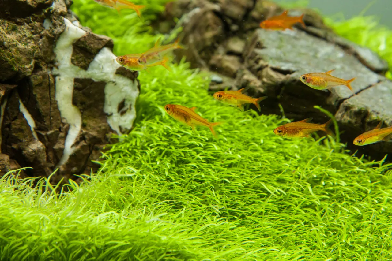 Idealna temperatura dla ryb tropikalnych