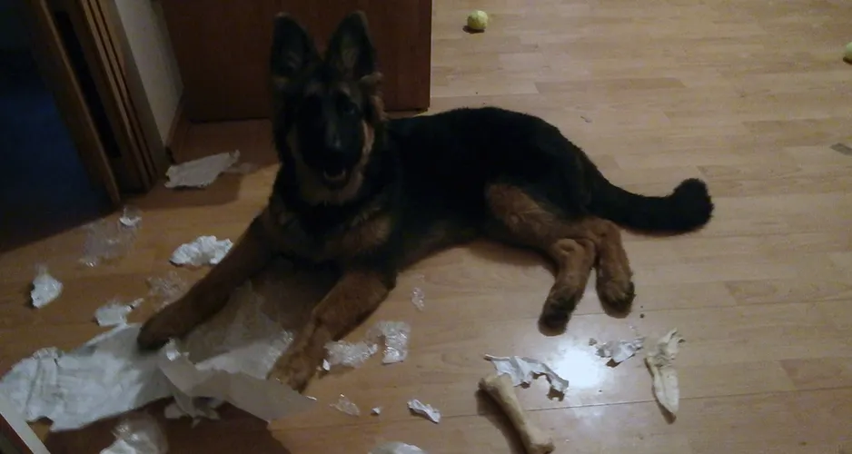 owczarek niemiecki szczeniak gryzie zabawke