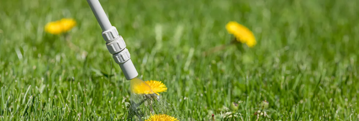 Herbicydy selektywne do trawników przed i po