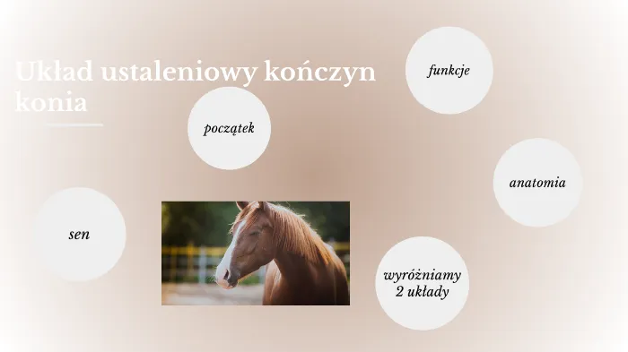 aparat ustaleniowy koń schemat