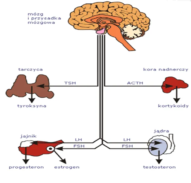 kobieta zestresowana schemat działania hormonów