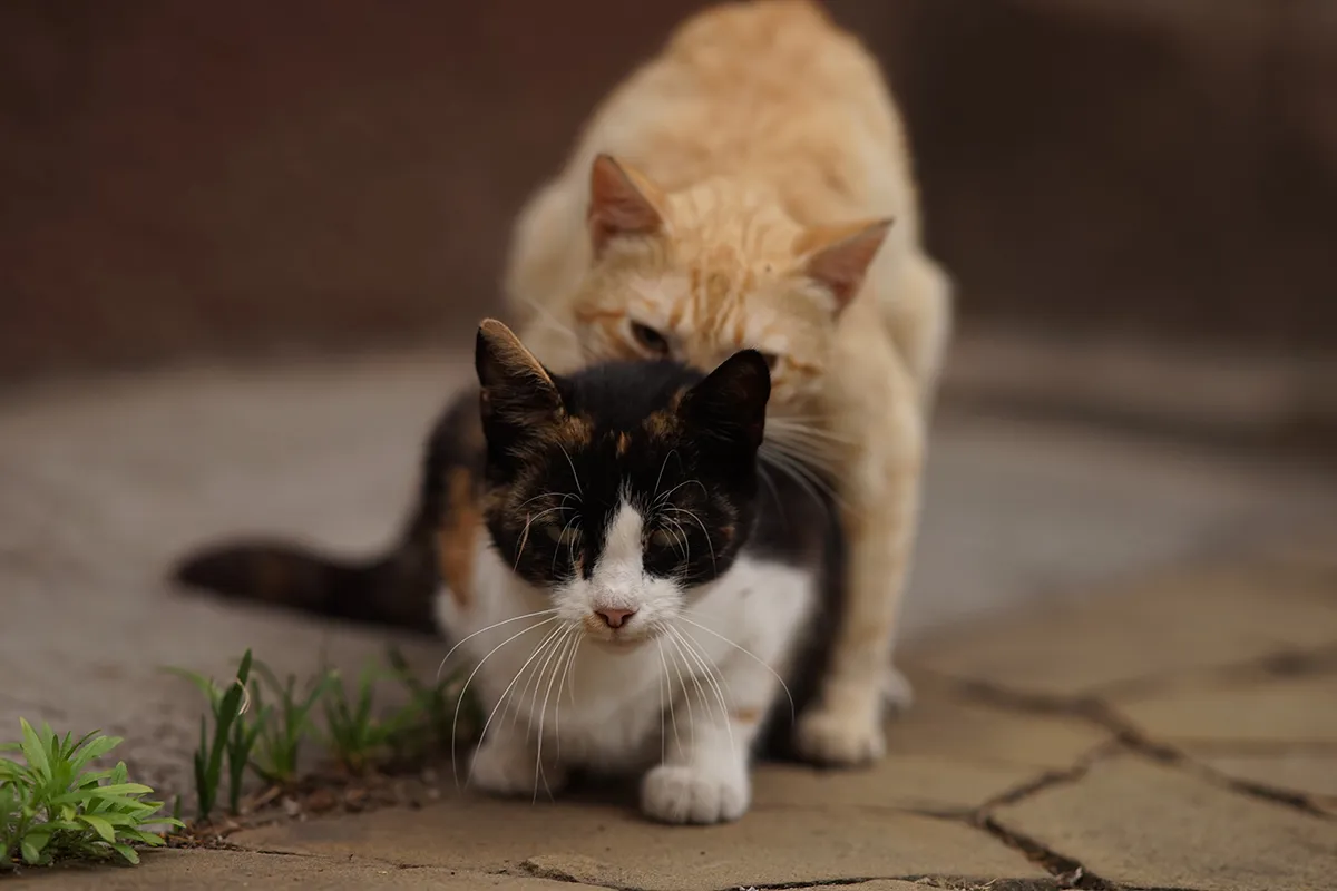 Jak uspokoić kotkę w rui, sposoby na ruję u kotki