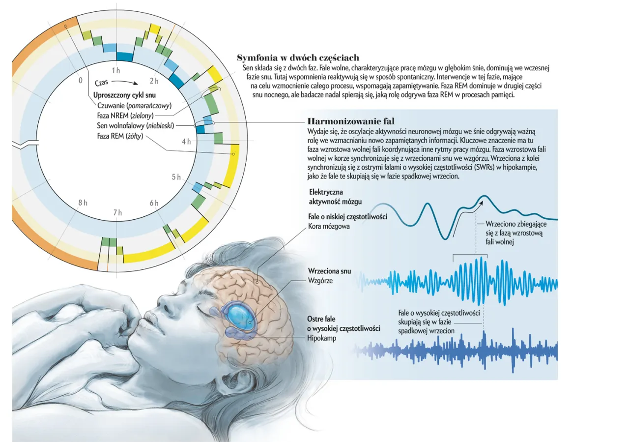 Fazy snu i m&oacute;zg konsolidacja pamięci