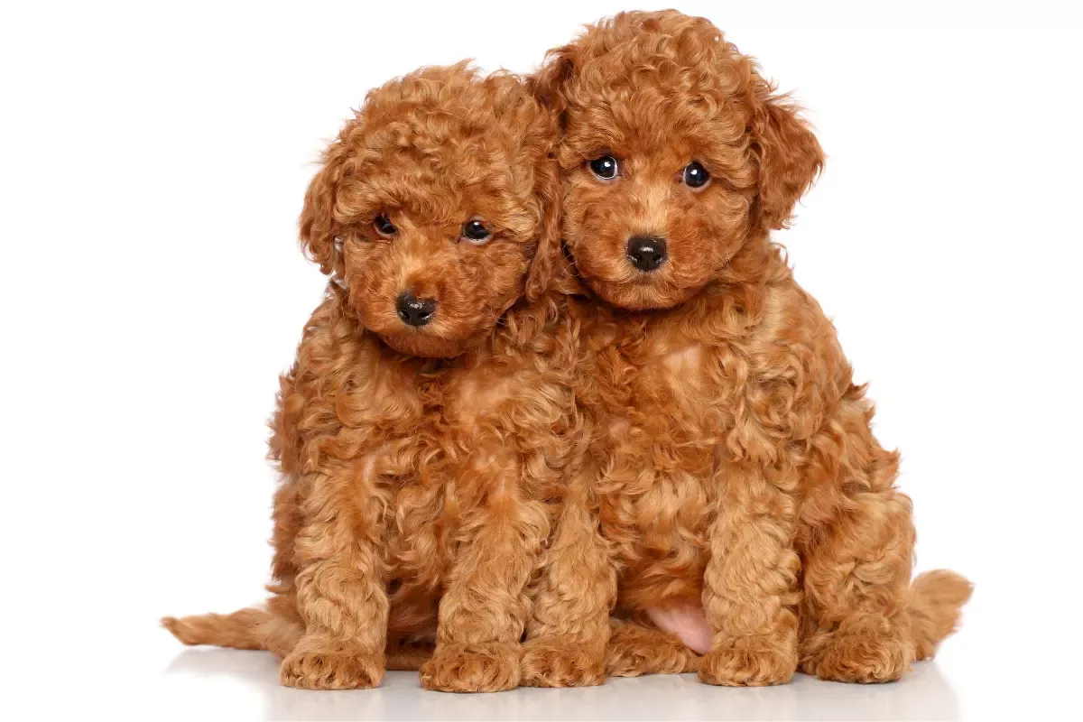 różne odmiany pudla