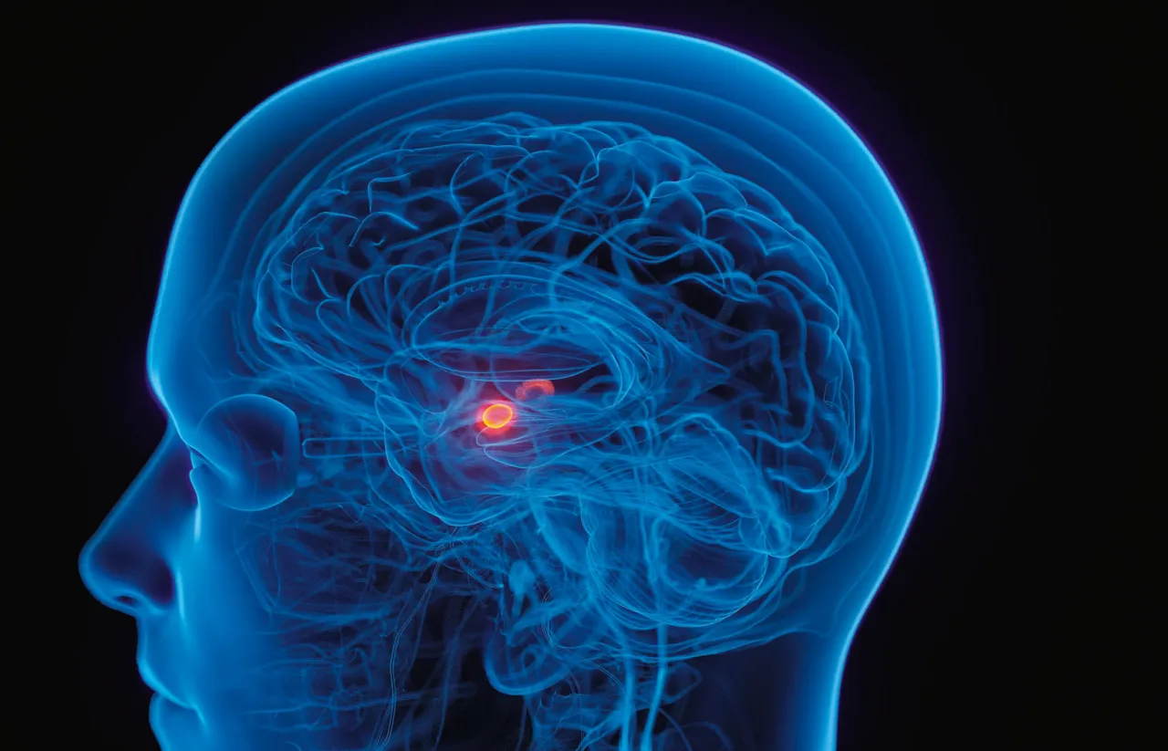 Mózg człowieka, ciało migdałowate, neuroprzekaźniki