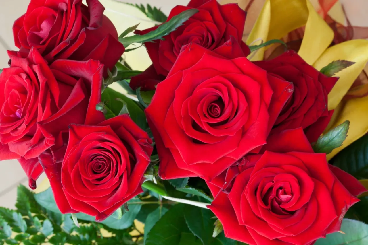 Piękne, czerwone róże, idealne do bukietu. Dowiedz się, jak suszyć róże, by zachować ich urok.