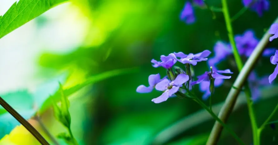 problemy w uprawie maciejki