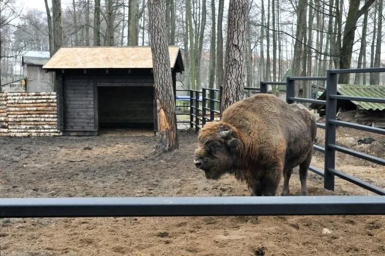 Akcent ZOO Białystok żubry