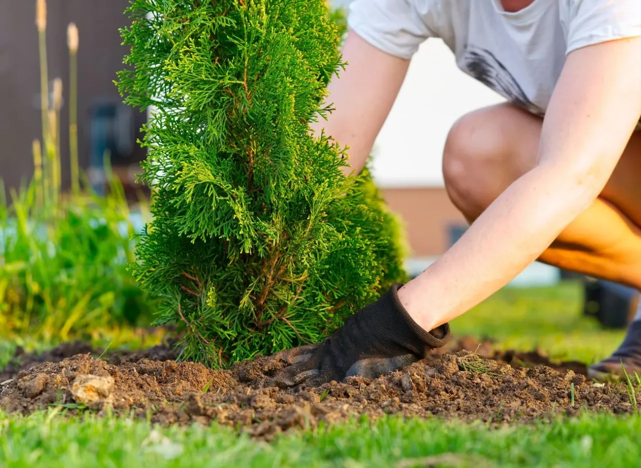 Sadzenie tui z gruntu terminy