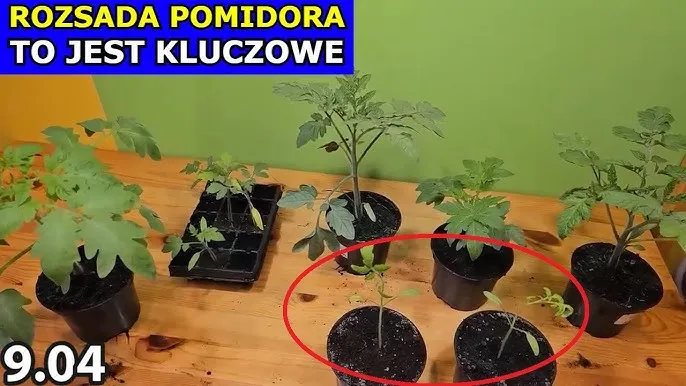 Błędy w uprawie rozsady pomidorów