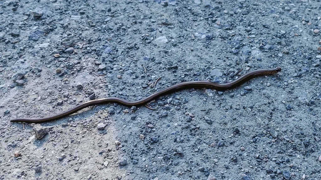 jaja węża i młoda żmija zygzakowata
