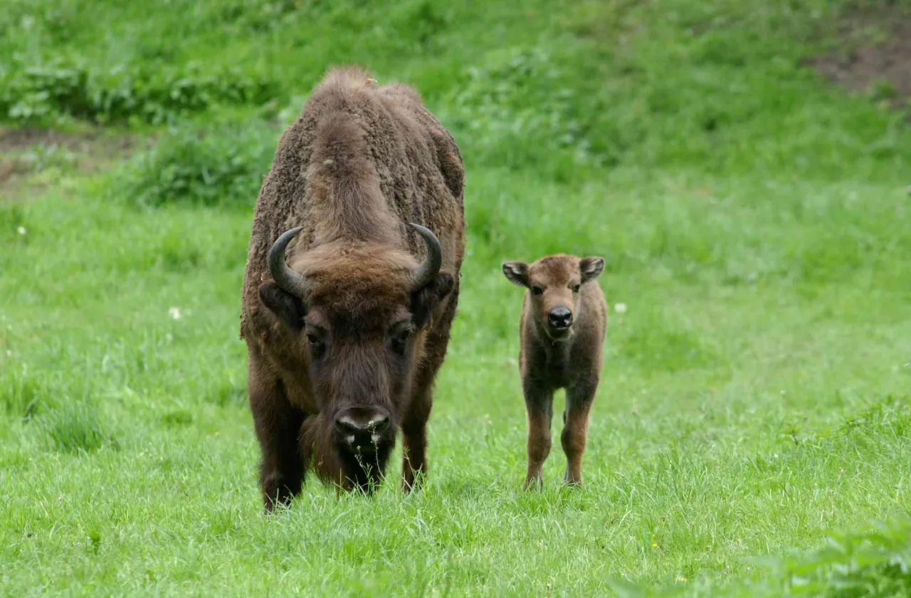Wildpark Schwarze Berge Landschaft mit Wisenten oder Elchen