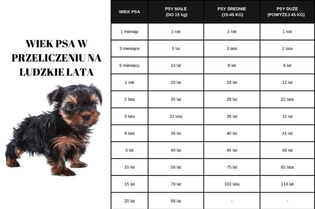 tabela wiek szczeniak pies rasy małe średnie duże olbrzymie