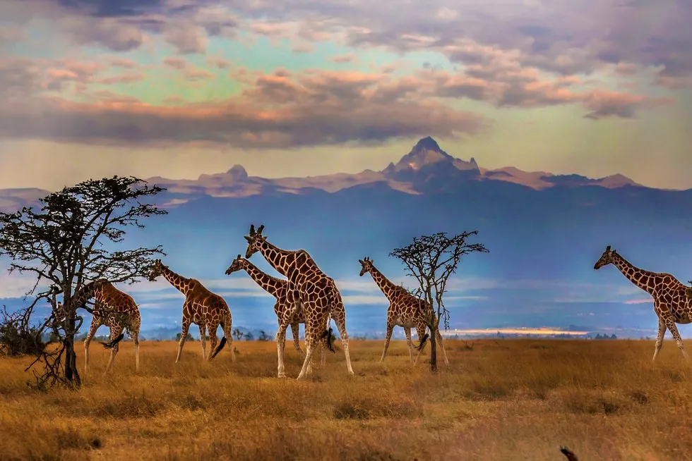 krajobraz Kenii pora sucha safari