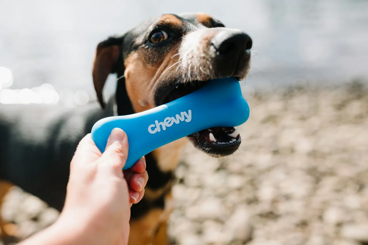 Szczeniak gryzie niebieską zabawkę w kształcie kości. Idealne jakie kości dla szczeniaka, by zająć go na długo.