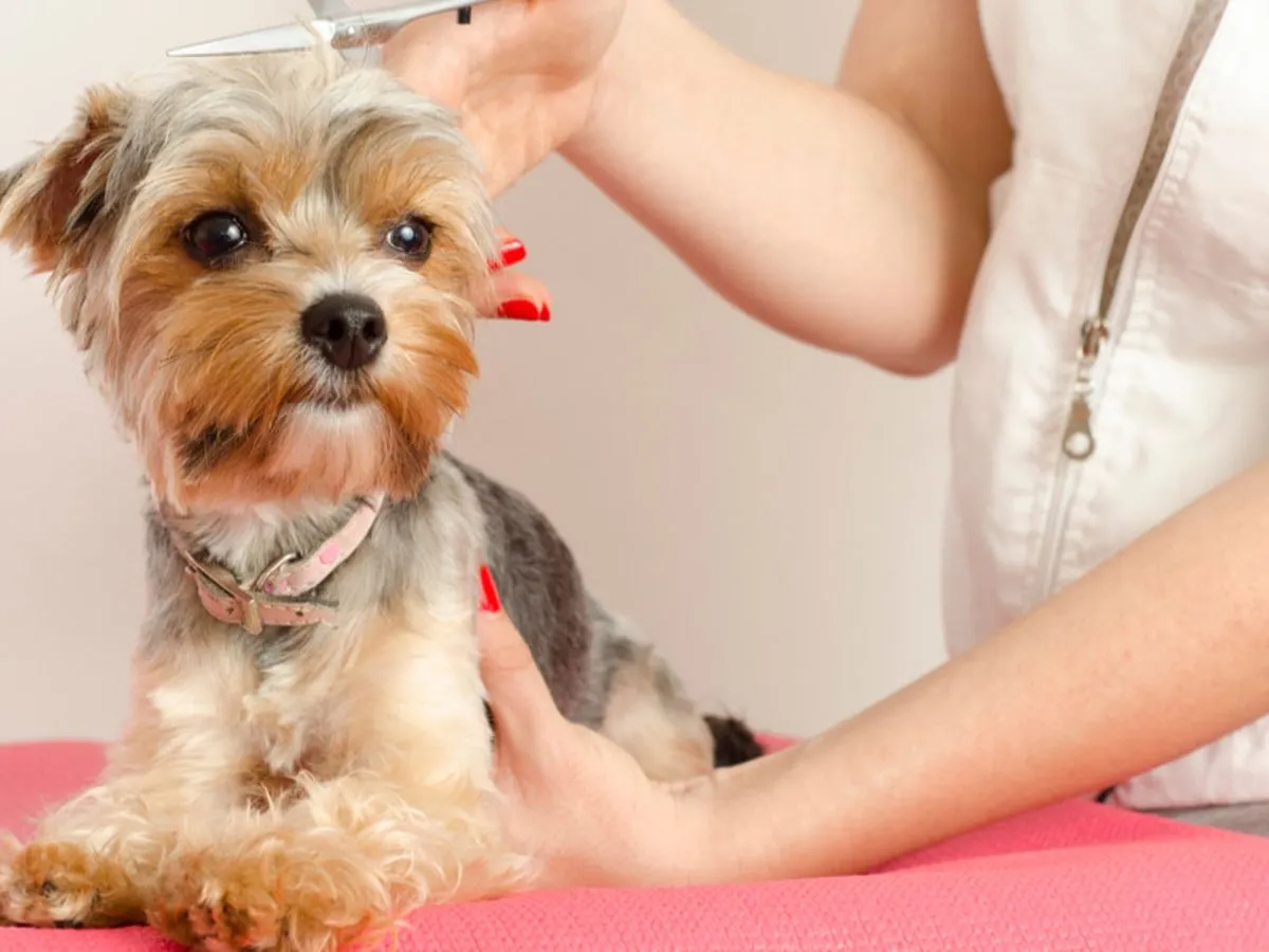 Narzędzia do pielęgnacji włosa yorka