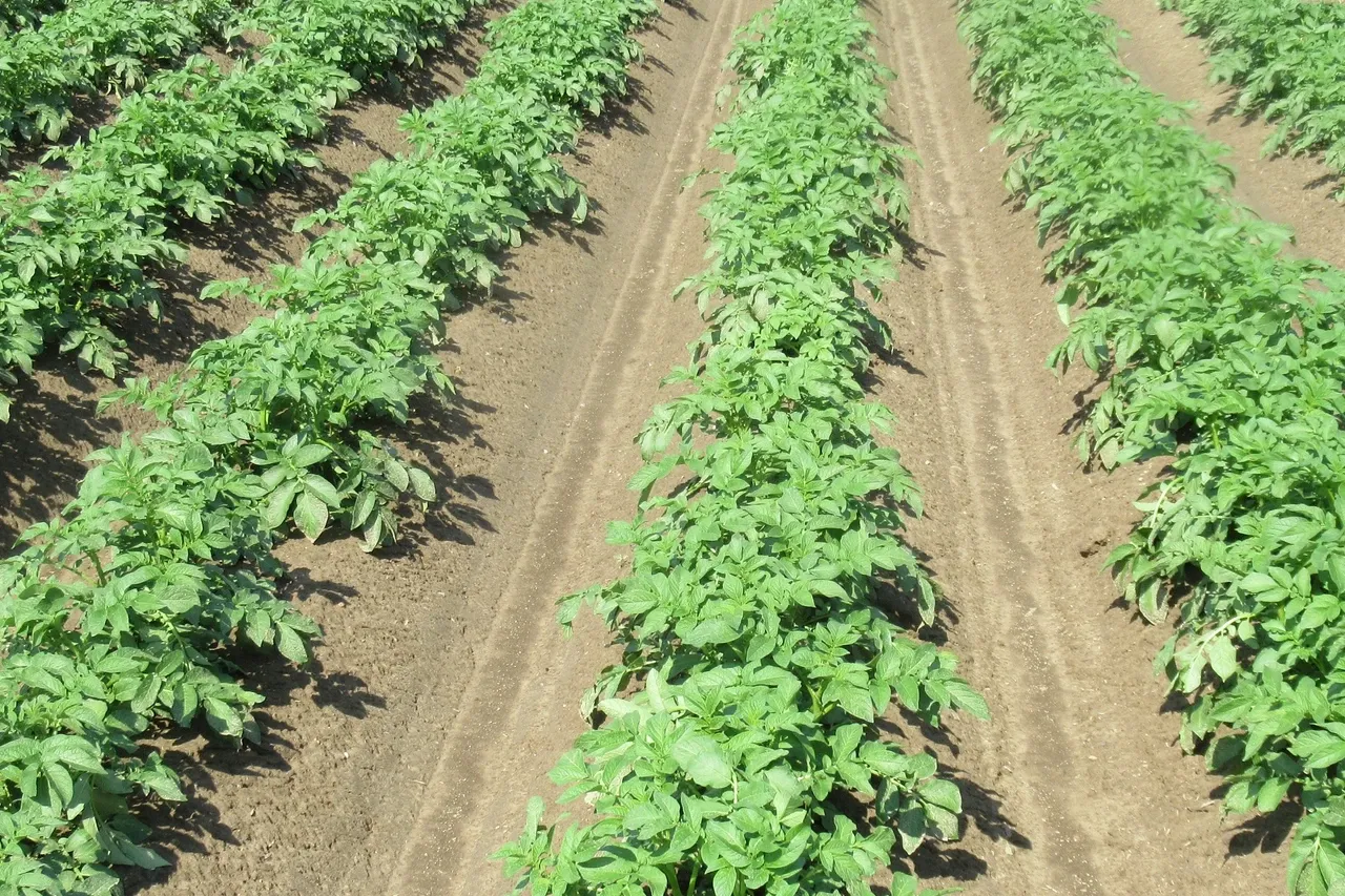 Rzędy młodych ziemniaków na polu, przygotowane do oprysku na chwasty.