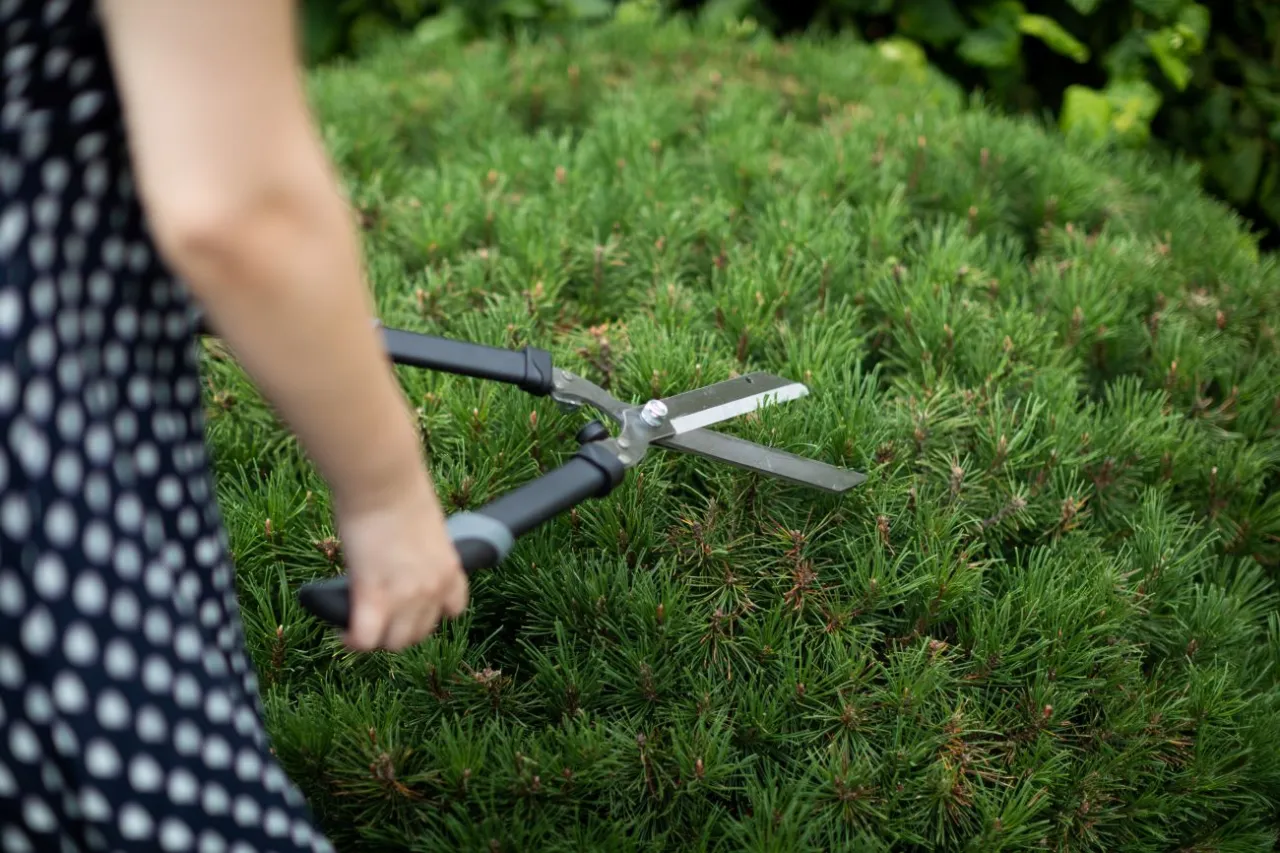 Przycinanie kosodrzewiny