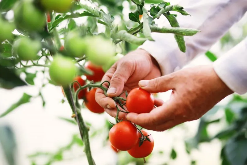błędy w przycinaniu pomidor&oacute;w koktajlowych