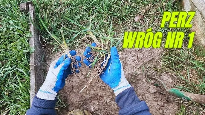 Wyrywanie perzu widłami amerykańskimi