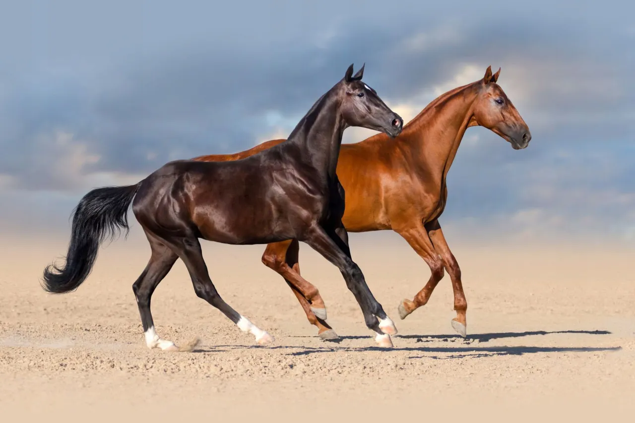 mustangi galopujące na pustyni