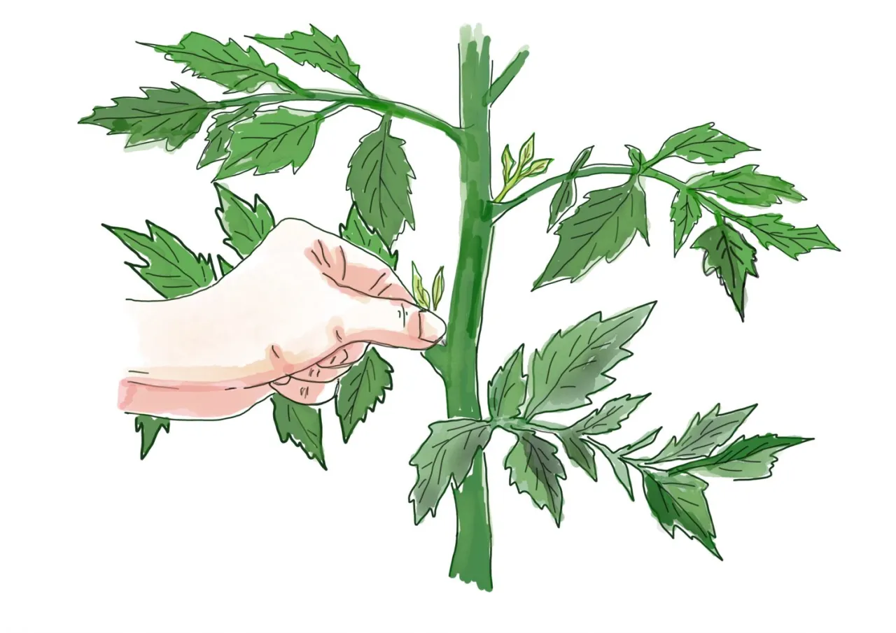 Jak przycinać pędy boczne pomidorów