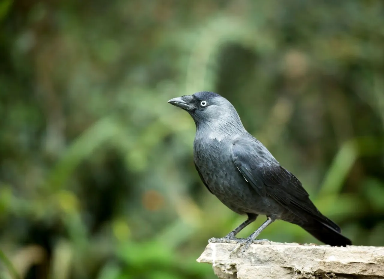 kawka oczy srebrne kark szary