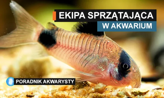 Przykładowe obsady akwariów z rybami czyszczącymi
