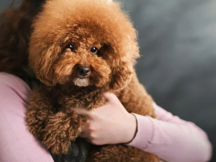 pies przyjazny alergikom