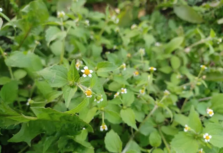 Zdjęcie Pospolite Chwasty Polne: Jak Rozpoznać i Skutecznie Zwalczyć?