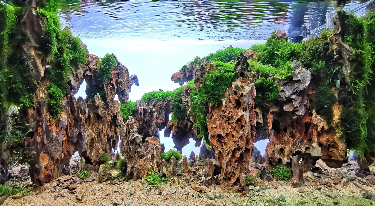 Zdjęcie Jak zrobić podłoże do akwarium, aby uniknąć problemów z roślinami i rybami