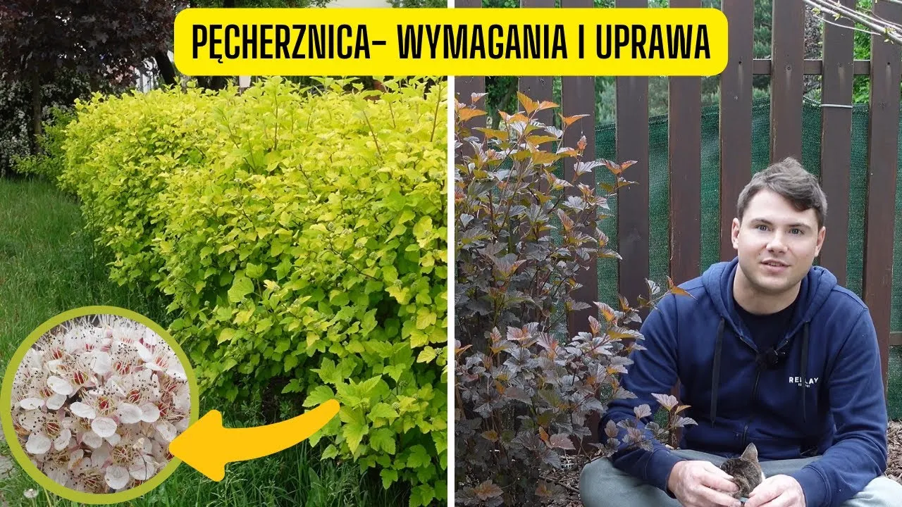 Zdjęcie Pęcherznica żywopłot co ile sadzić – uniknij błędów w sadzeniu