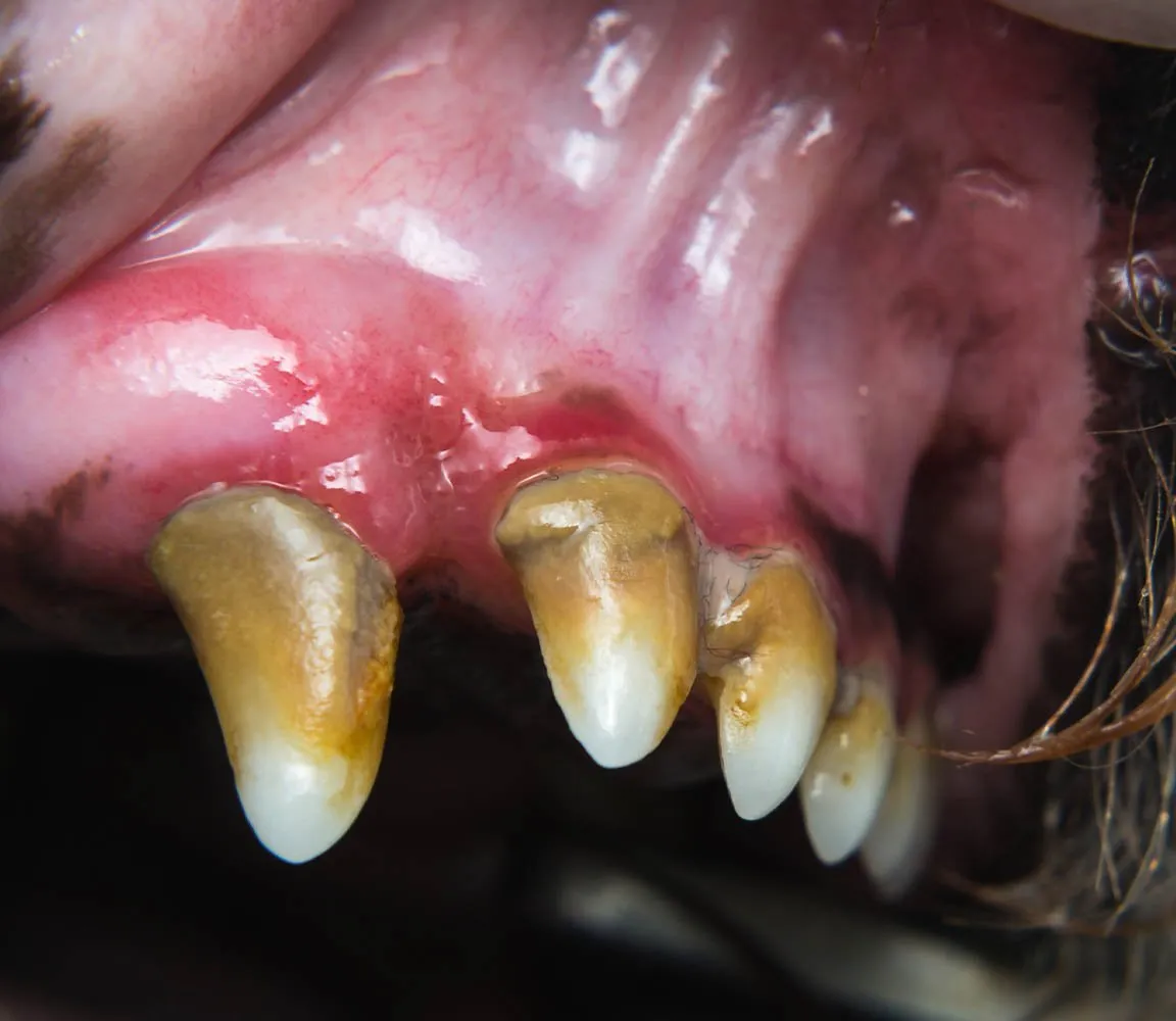 Zdjęcie Objawy zapalenia dziąseł u psa: Jak je rozpoznać i leczyć