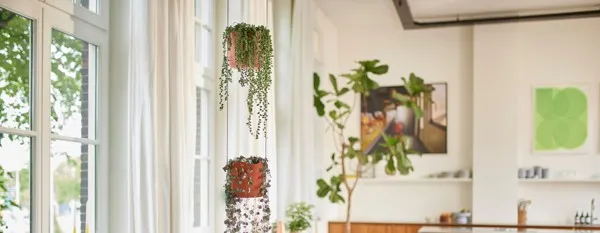 Zdjęcie Transforma tu hogar con macetas colgantes interiores para un estilo único