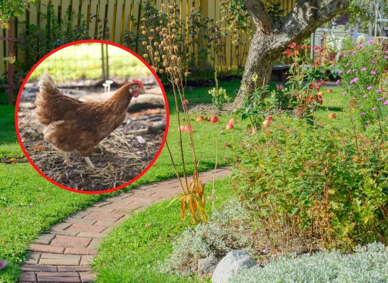 Zdjęcie Jak stosować nawóz kurzy granulowany, aby uzyskać najlepsze efekty?