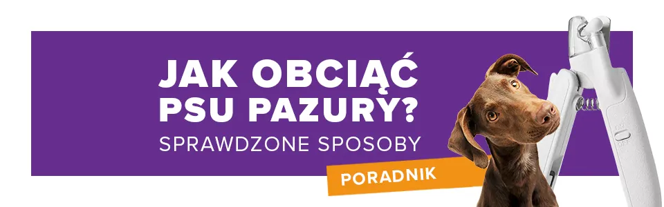 Zdjęcie Czy weterynarz obcina pazury psu? Ważne informacje dla właścicieli
