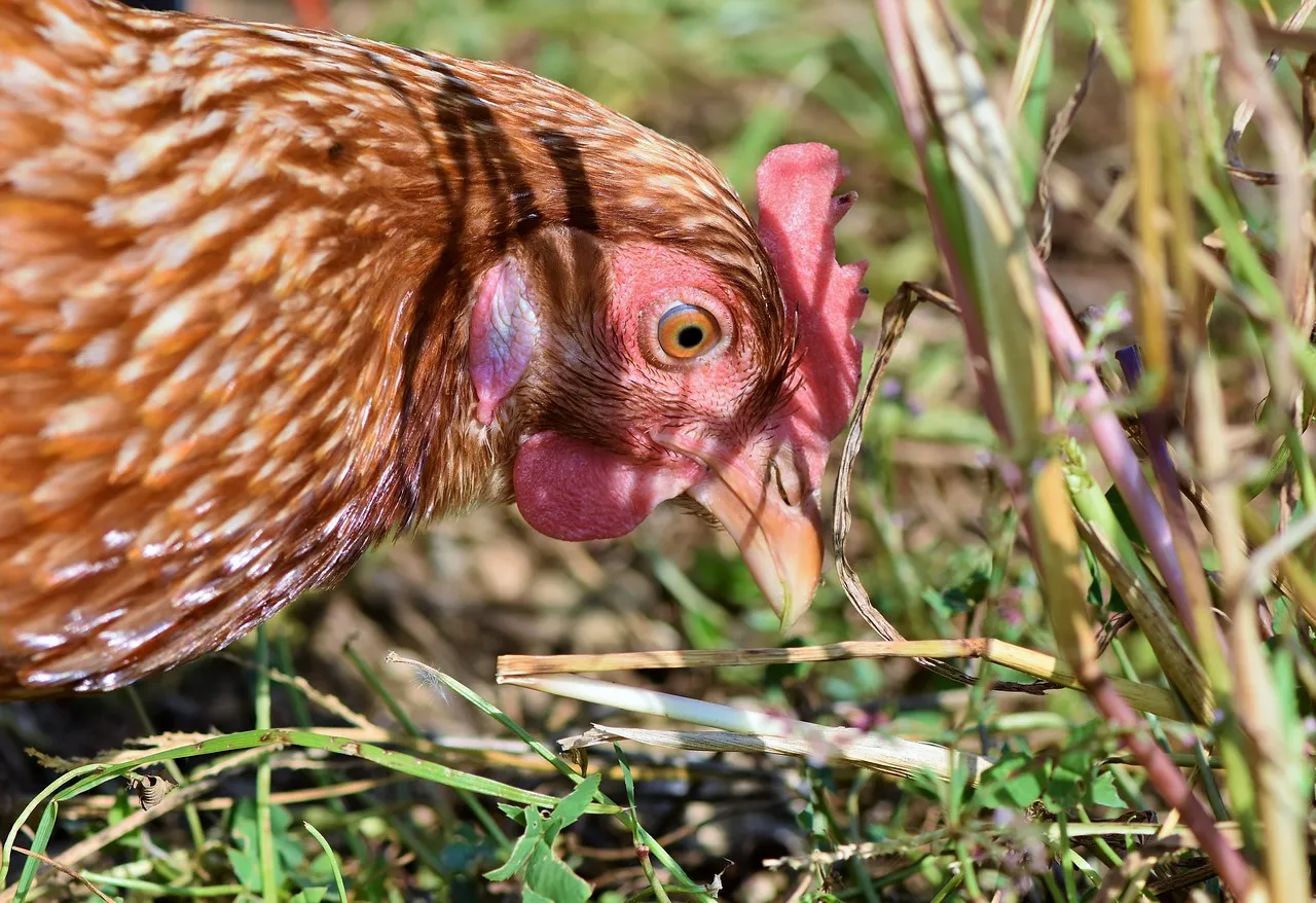 Zdjęcie Kto zjada kleszcze? Odkryj naturalnych wrogów tych pasożytów