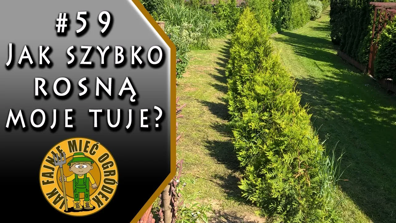 Zdjęcie Jak długo rosną tuje? Sprawdź tempo wzrostu i jak je przyspieszyć!