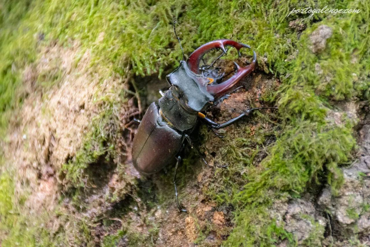Zdjęcie Jakie pokarmy wybiera chrząszcz jelonek? Odkryj jego dietę!
